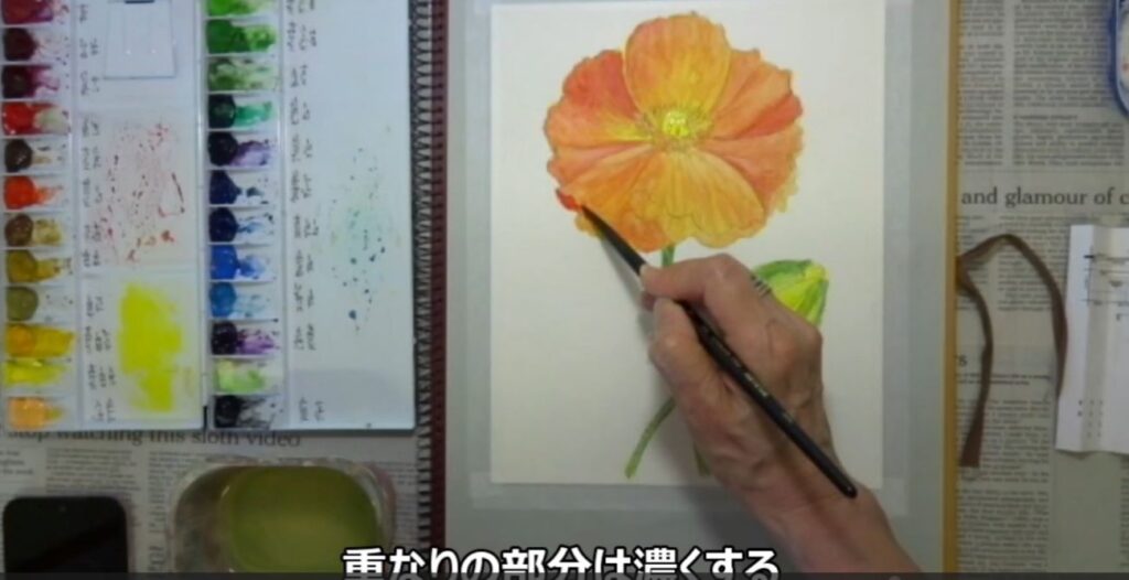 水彩画 簡単な花の書き方 ポピー編　花びらの重なりの部分は濃くする
