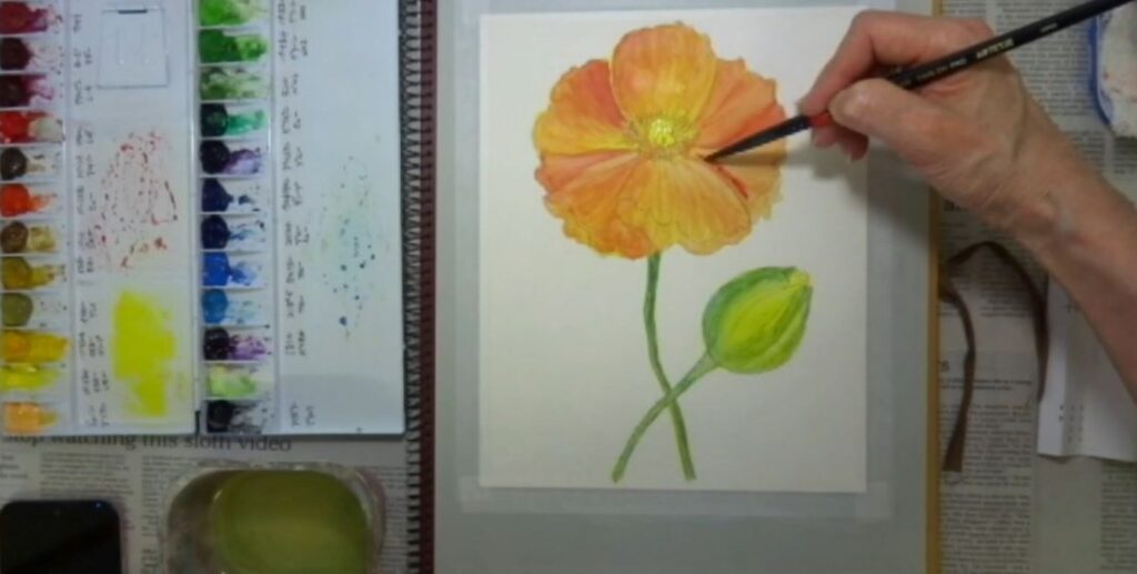 水彩画 簡単な花の書き方 ポピー編　花の影っぽいところにローズマダーをかけていく