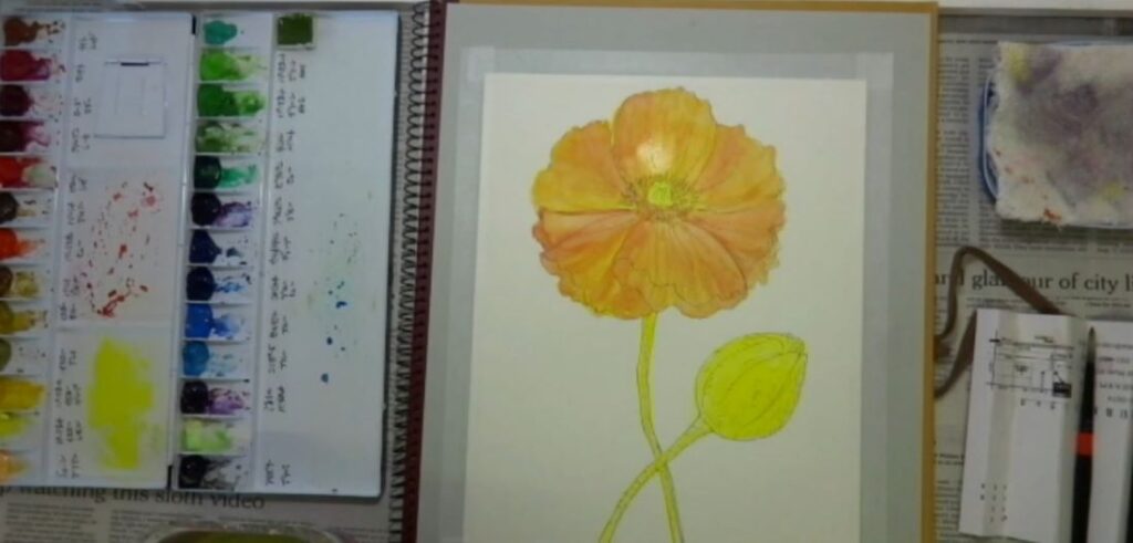 水彩画 簡単な花の書き方 ポピー編　ローズマダーを塗っていく