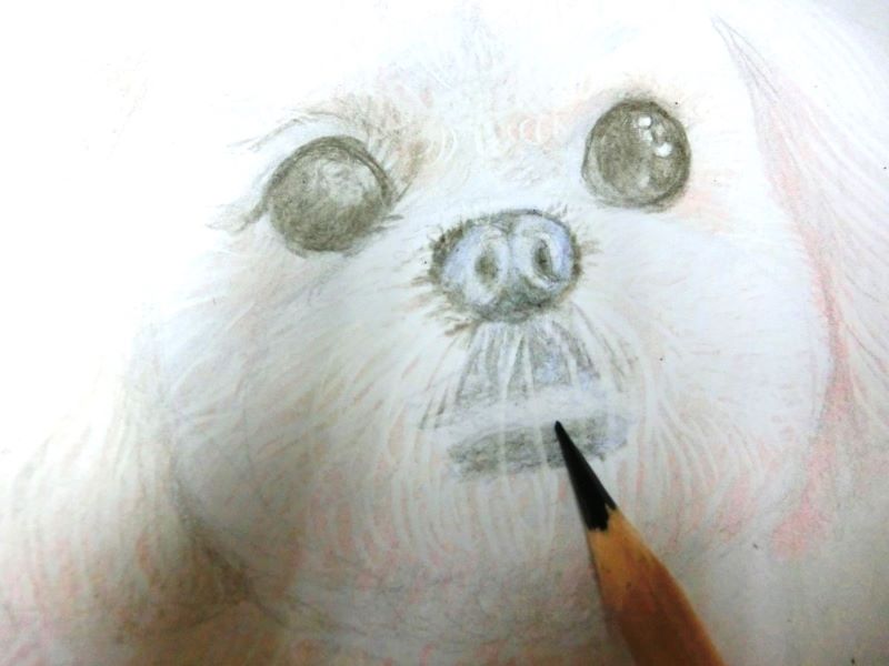 【色鉛筆 犬の描き方】可愛いペットを簡単に描いてみよう　唇にセピアを重ねる
