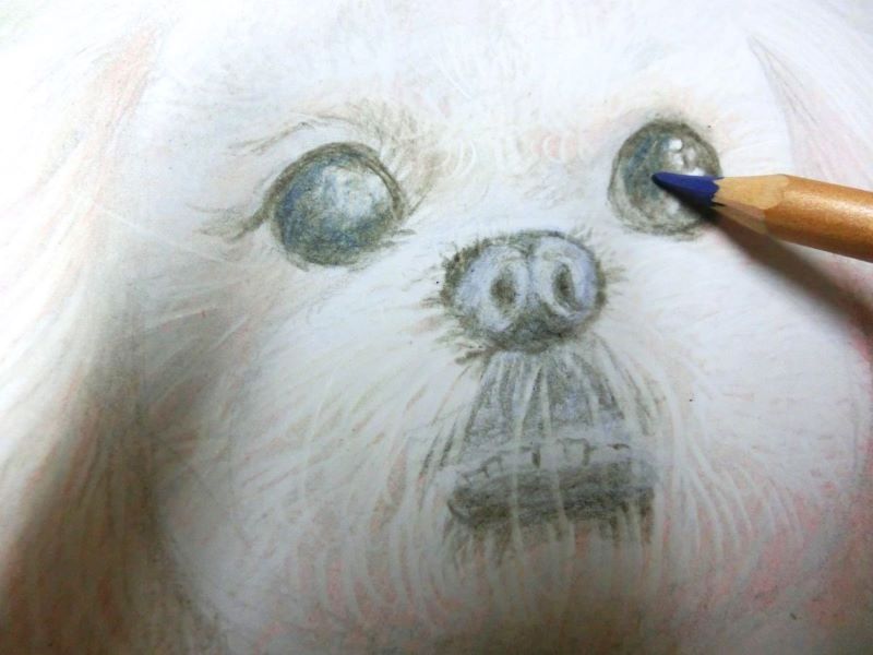 【色鉛筆 犬の描き方】可愛いペットを簡単に描いてみよう　目にプルシャンブルーを入れる