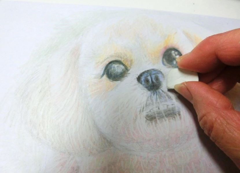 【色鉛筆 犬の描き方】可愛いペットを簡単に描いてみよう　鼻のかたちを整える