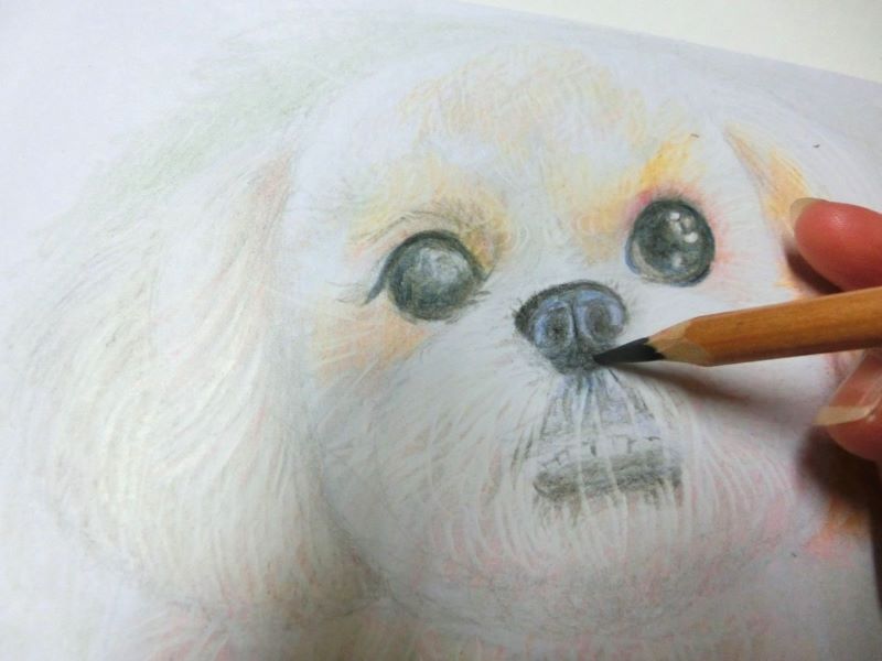 【色鉛筆 犬の描き方】可愛いペットを簡単に描いてみよう　鼻の下の陰を入れる