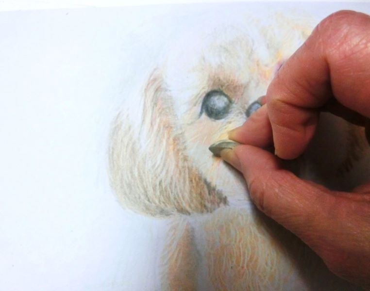 【色鉛筆 犬の描き方】可愛いペットを簡単に描いてみよう　光が当たっているところを消しゴムで白く抜く