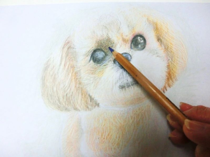 【色鉛筆 犬の描き方】可愛いペットを簡単に描いてみよう　更に陰の部分を描く