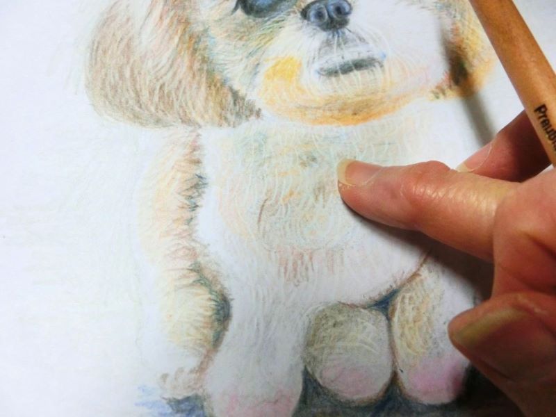 【色鉛筆 犬の描き方】可愛いペットを簡単に描いてみよう　指でこするとふわふわ感がでる