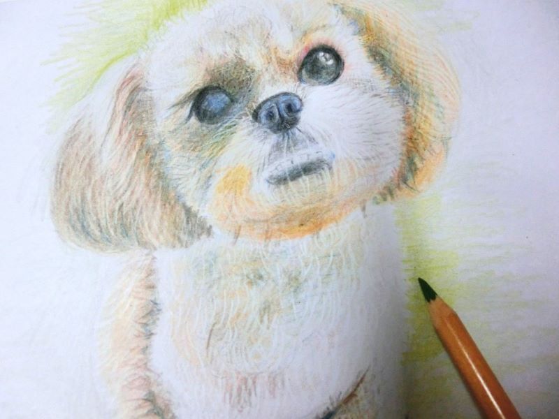 【色鉛筆 犬の描き方】可愛いペットを簡単に描いてみよう　周りを塗れば隣の犬の白が際立つ