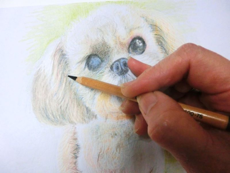 【色鉛筆 犬の描き方】可愛いペットを簡単に描いてみよう　耳の陰などにブルーを入れる