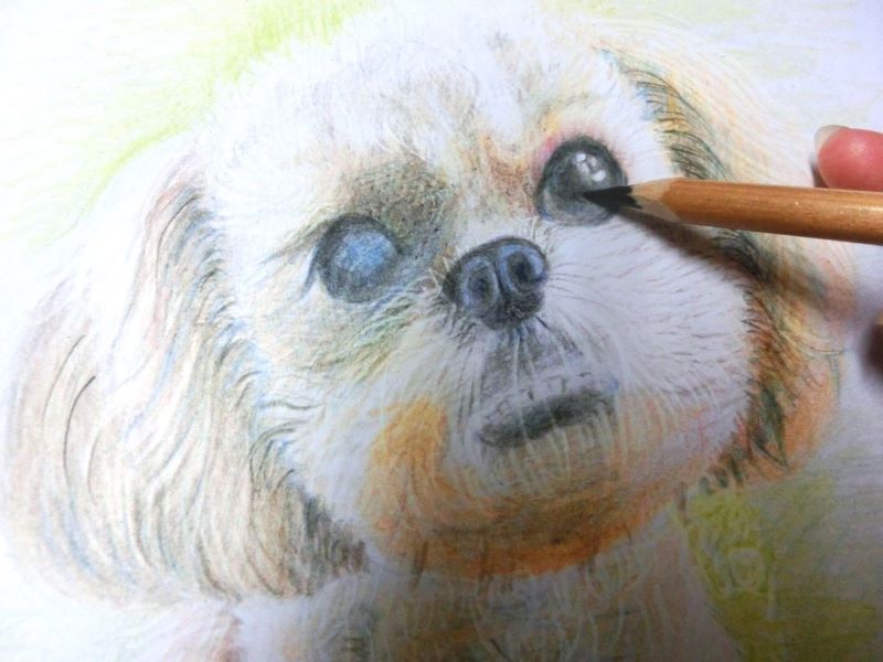 【色鉛筆 犬の描き方】可愛いペットを簡単に描いてみよう　目のなかに初めて黒をいれる
