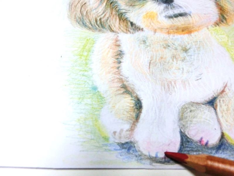 【色鉛筆 犬の描き方】可愛いペットを簡単に描いてみよう　爪の部分を描きこむ