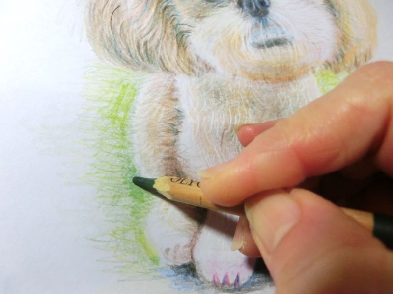 【色鉛筆 犬の描き方】可愛いペットを簡単に描いてみよう　周りをさらに描きこむ