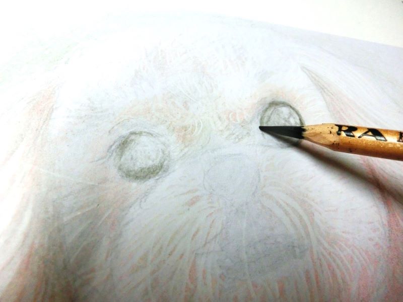 【色鉛筆 犬の描き方】可愛いペットを簡単に描いてみよう　左目にも色を薄く入れる