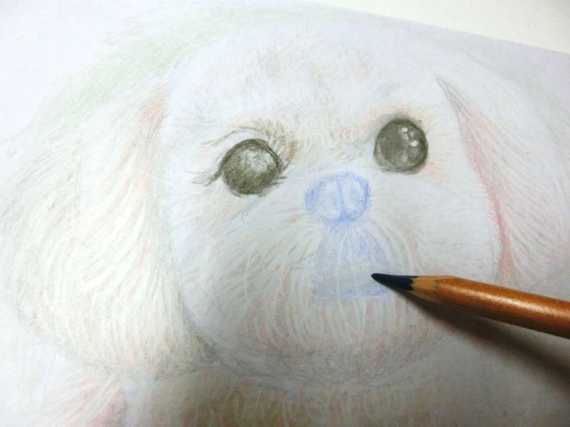 【色鉛筆 犬の描き方】可愛いペットを簡単に描いてみよう　犬の鼻と口にコバルトブルーを入れていく