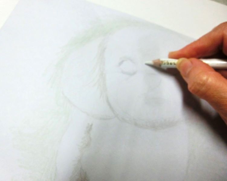【色鉛筆 犬の描き方】可愛いペットを簡単に描いてみよう　白の色鉛筆で毛を描いていく