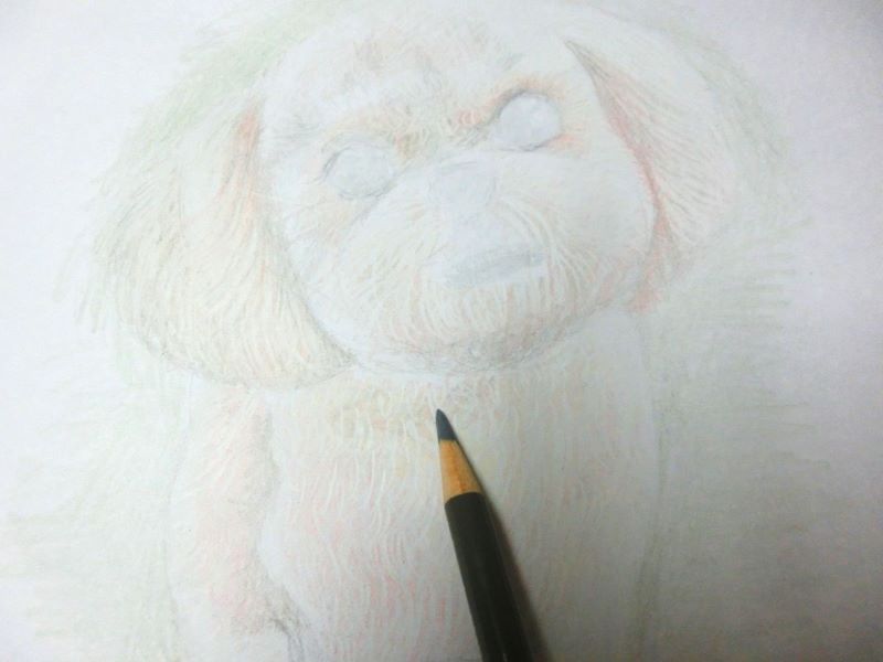 【色鉛筆 犬の描き方】可愛いペットを簡単に描いてみよう　更にアンバー系の色を重ねる