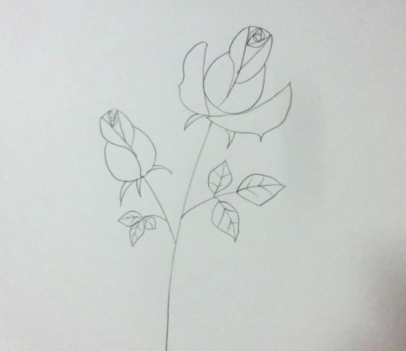 【薔薇の花】色鉛筆を使った簡単なイラストの描き方のコツ