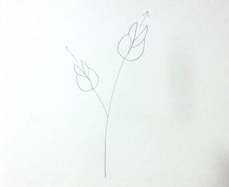 【薔薇の花】色鉛筆を使った簡単なイラストの描き方のコツ