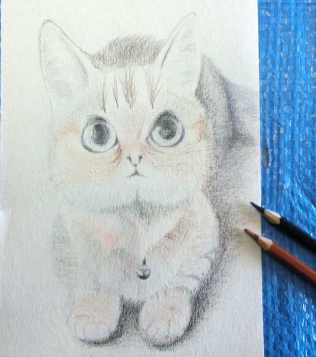 水彩色鉛筆で猫を描く